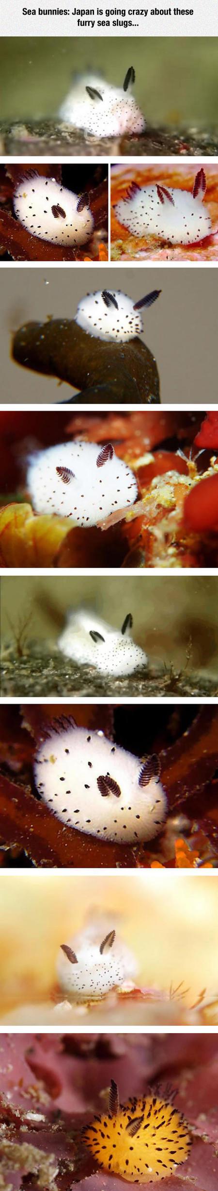 Japan+Is+Going+Crazy+About+These+Furry+Sea+Slugs