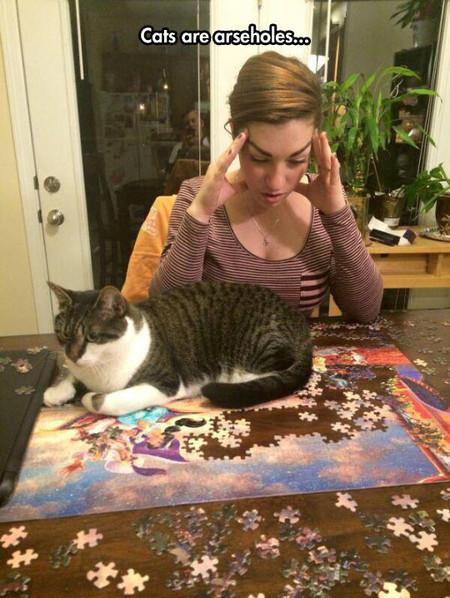 Cats+Are+Such+Arseholes