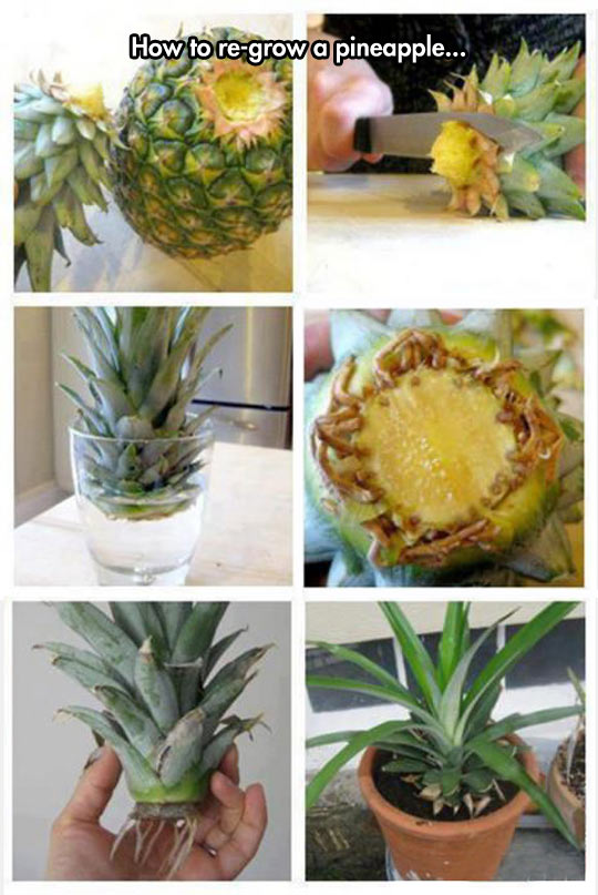 Duplicating+A+Pineapple