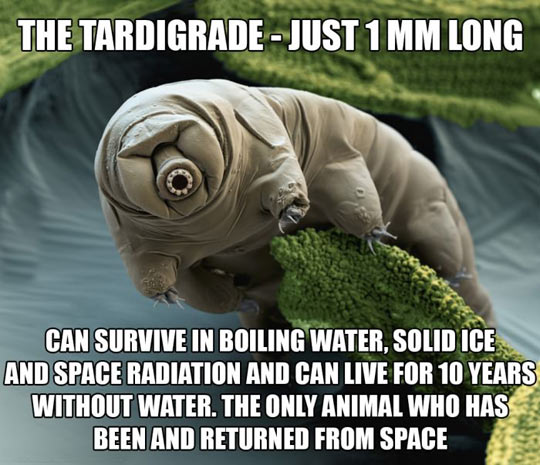 Meet+The+Strange+Tardigrade