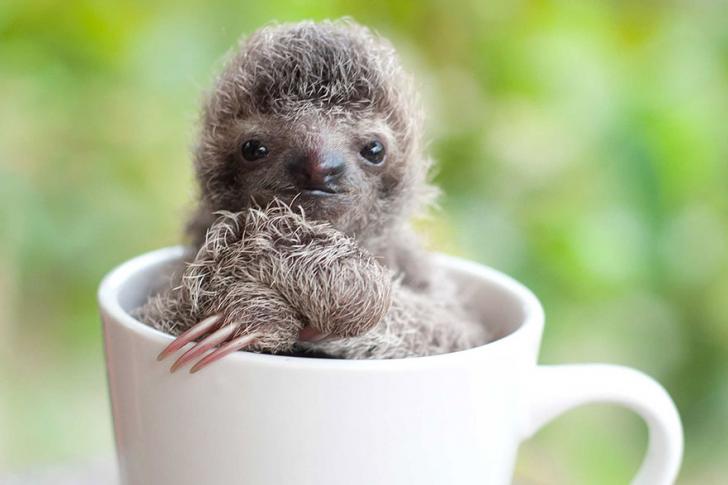 This+is+a+baby+sloth+in+a+tea+cup.