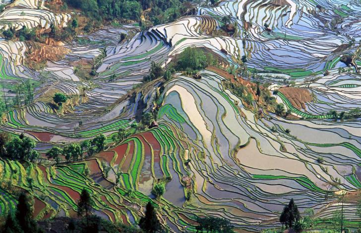 Rice+terraces+in+Yunnan%2C+China