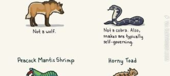 Animals+With+Misleading+Names