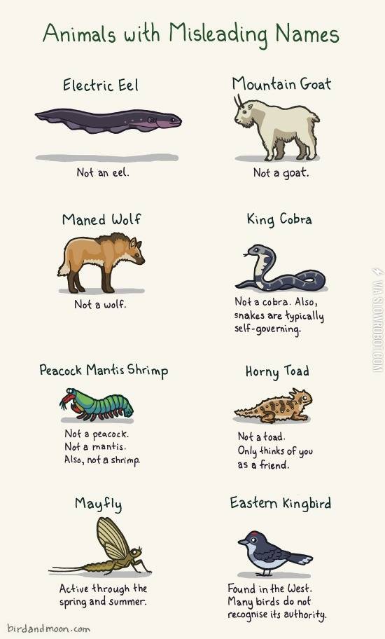 Animals+With+Misleading+Names