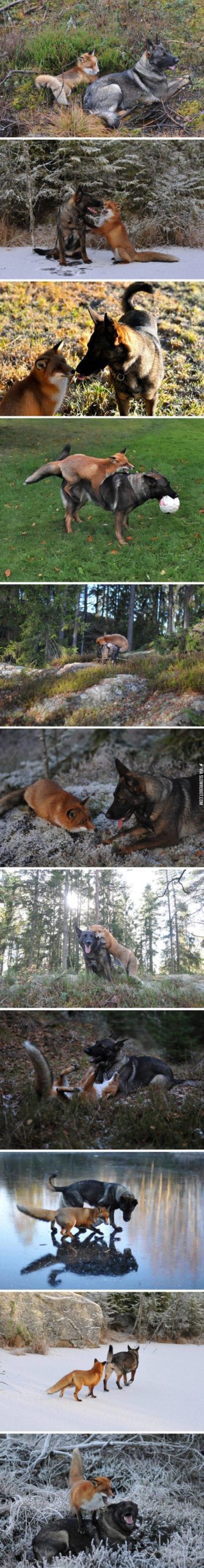 Real+life+fox+and+the+hound.