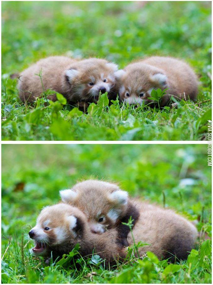 Baby+red+pandas.