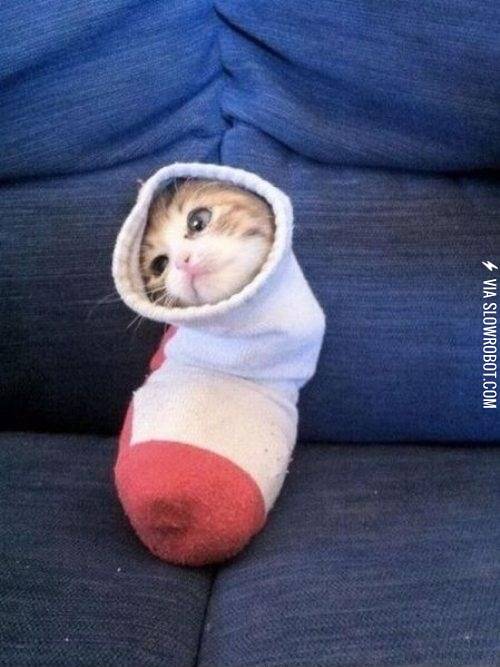 A+cat+in+a+sock.