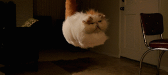 Hover+cat+take+off.