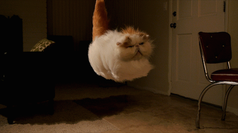 Hover+cat+take+off.