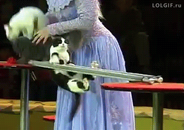 Cat+gymnastics.
