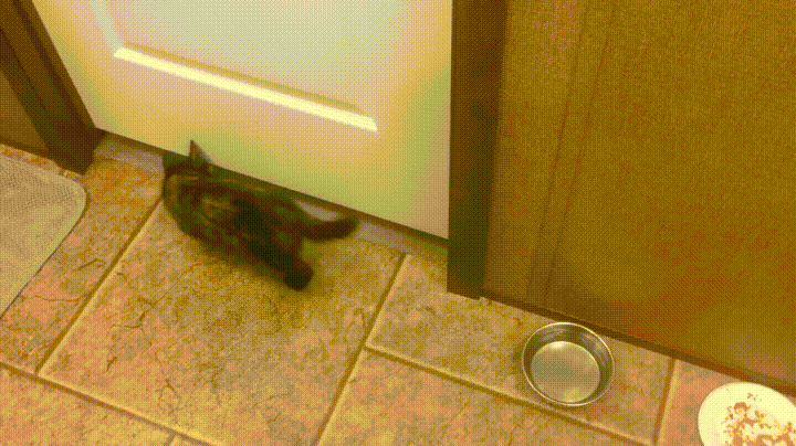 Cats+do+not+abide+by+the+laws+of+Nature