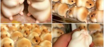 Japanese+bakery+produces+adorable+hamster+bread