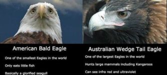 Meet+Australia%26%23039%3Bs+more+awesome+eagle