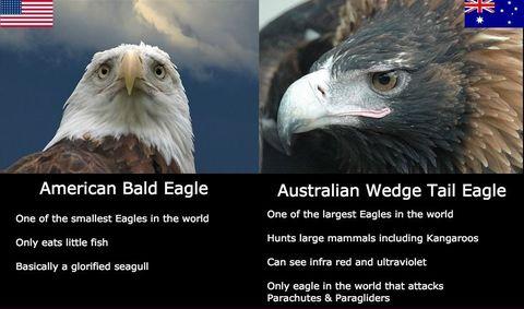 Meet+Australia%26%23039%3Bs+more+awesome+eagle