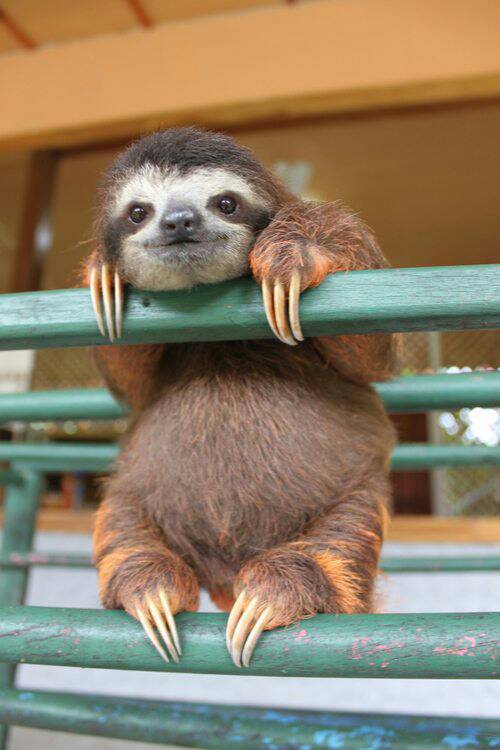 Baby+Sloth