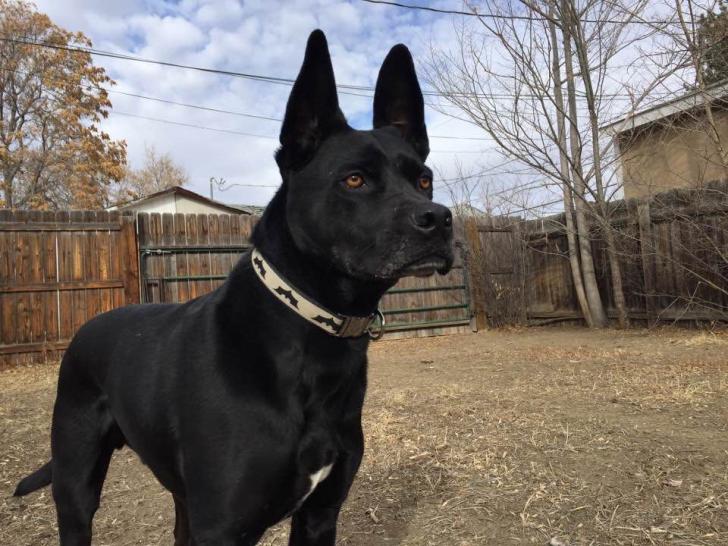 Caught+my+dog+looking+like+he%26%238217%3Bs+ready+to+save+Gotham