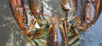 Four+claw+lobster+caught+off+Nova+Scotia