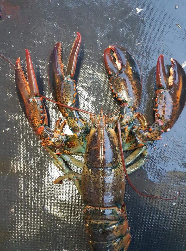 Four+claw+lobster+caught+off+Nova+Scotia
