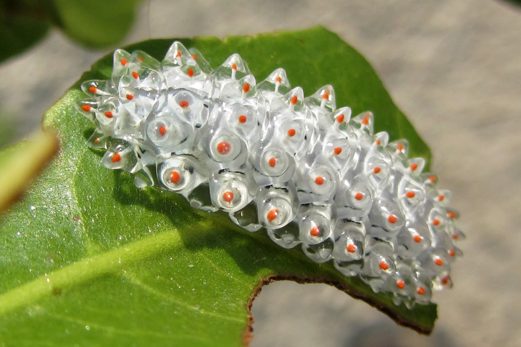 Jeweled+Caterpillar+is+neat.