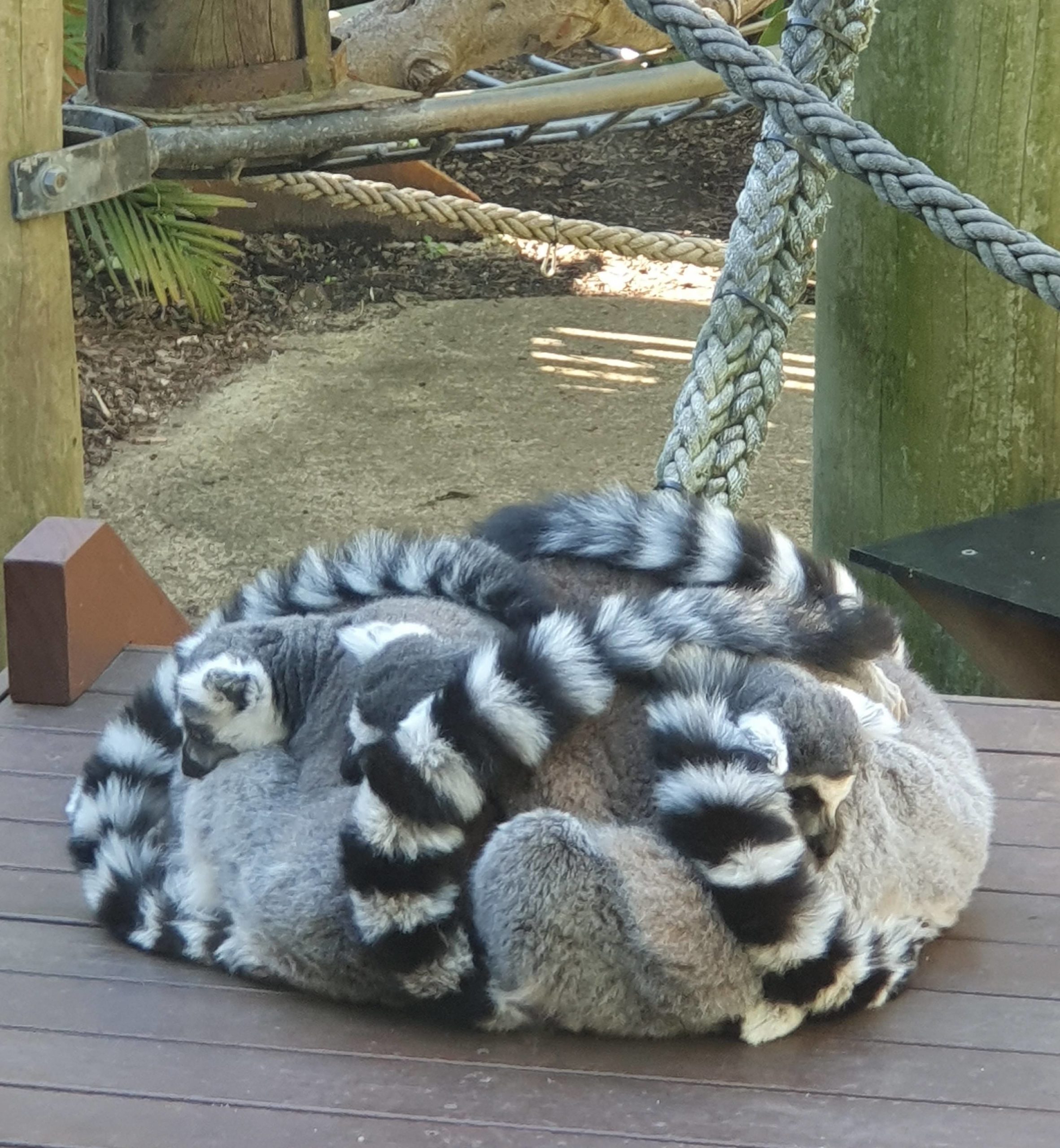 A+pile+of+lemurs+keeping+warm