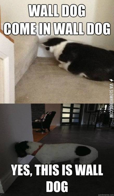 Wall+dog.+Come+in+wall+dog.
