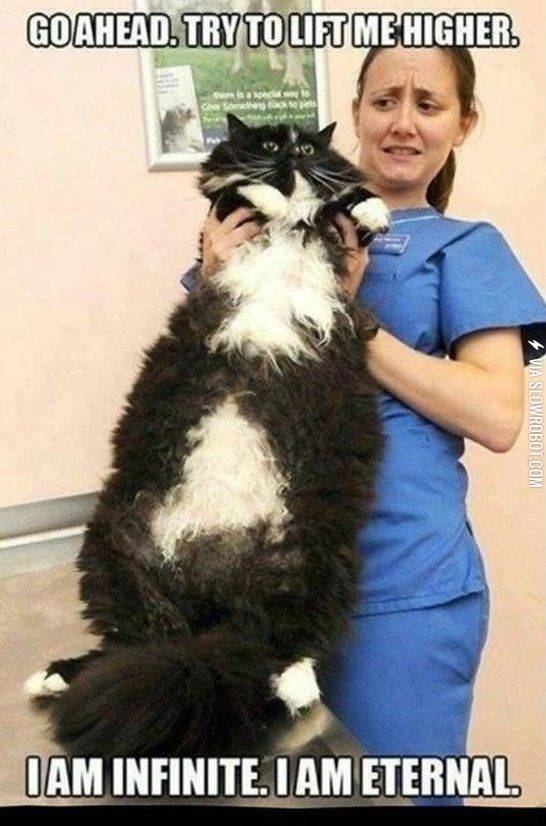 Do+you+even+lift%2C+bro%3F