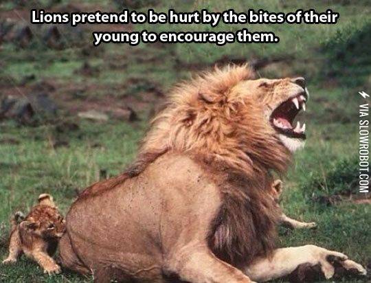 Attack+cats+in+training.