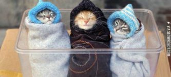 3+little+purritos.