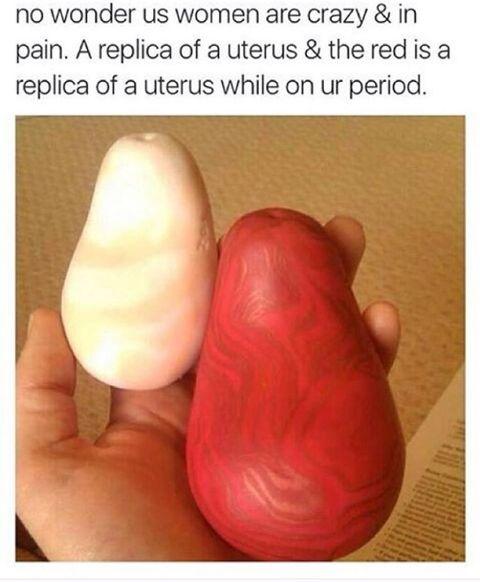 A+replica+of+a+uterus