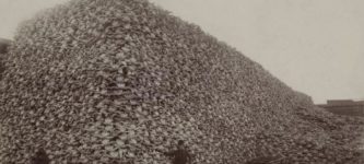 Pile+of+bison+skulls+from+the+19th+century+bison+hunts