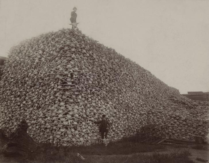 Pile+of+bison+skulls+from+the+19th+century+bison+hunts