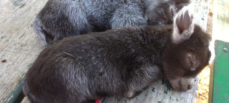 Baby+donkeys+are+so+cute