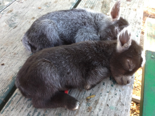 Baby+donkeys+are+so+cute