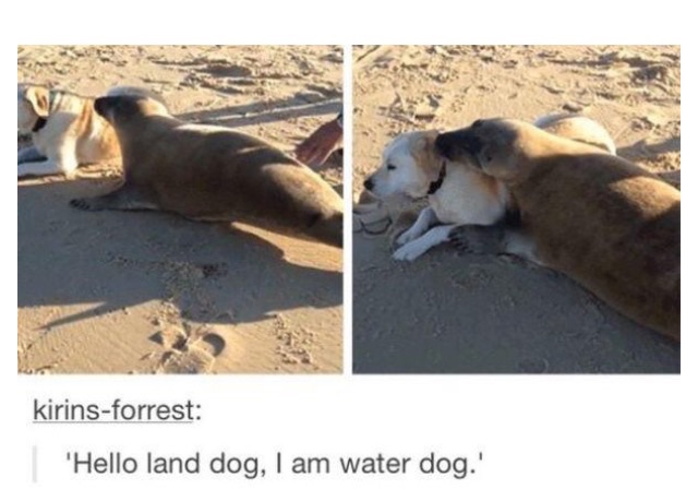 so+here+is+Land+dogs+and+water+dogs