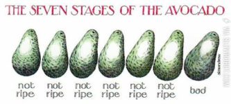 The+seven+stages+of+the+avocado.