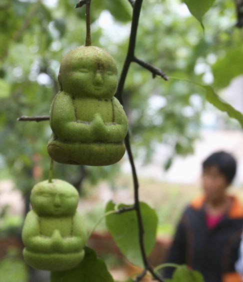 Buddha+Pears