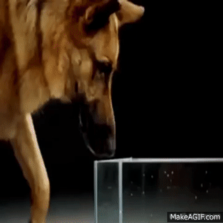 How+a+dog+drinks+water