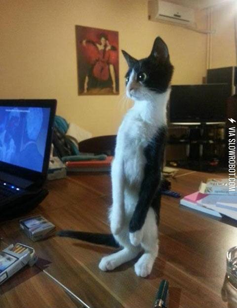 He+thinks+he%26%238217%3Bs+a+meerkat.