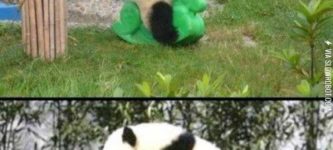 Pandas.