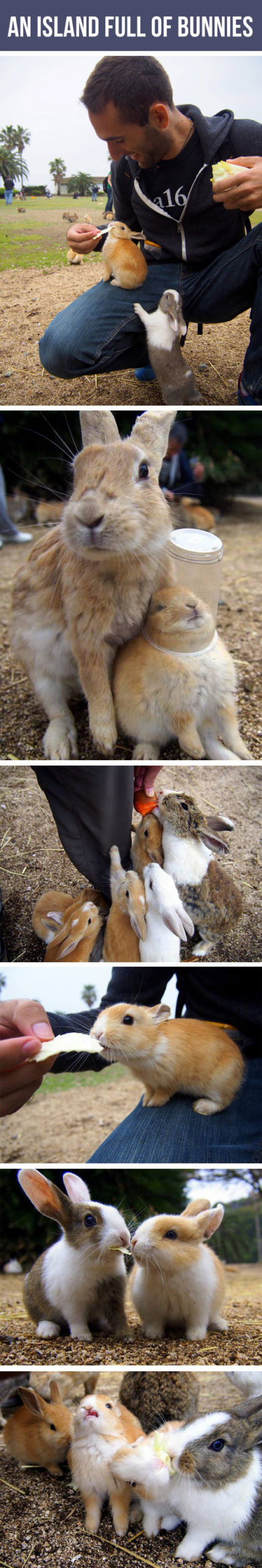 This+Place+Exists+And+It%26%238217%3Bs+Inhabited+By+Bunnies