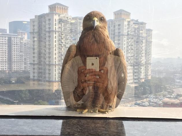 If+birds+had+social+media
