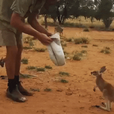 Aww+little+Kangaroo
