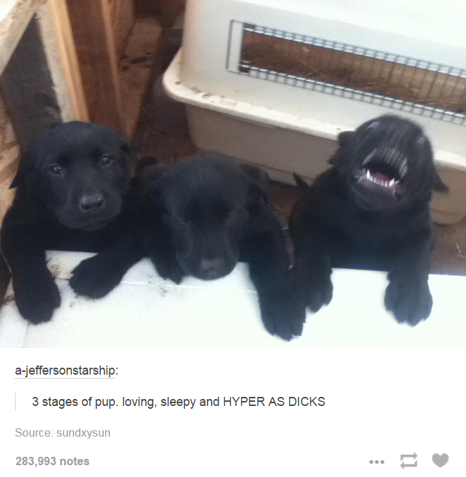 3+Stages+of+pupper