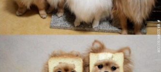 Dogs+with+their+faces+in+bread.