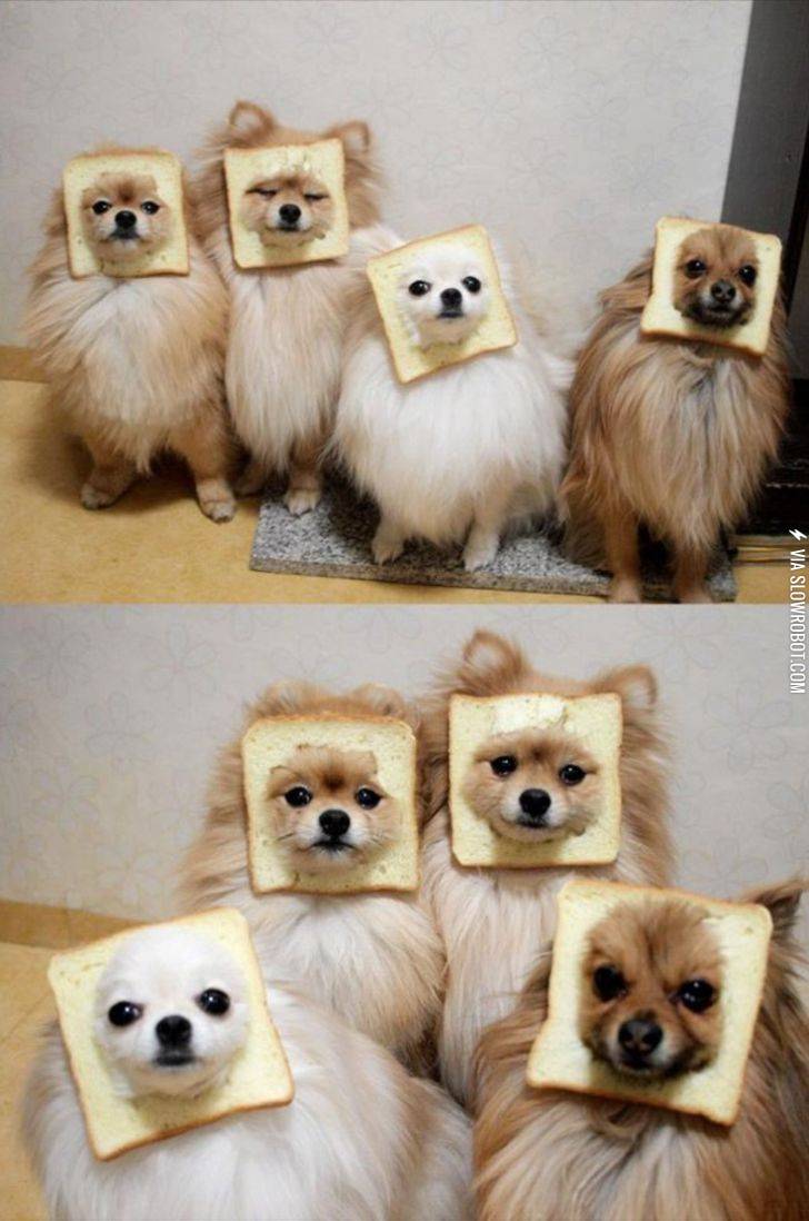 Dogs+with+their+faces+in+bread.