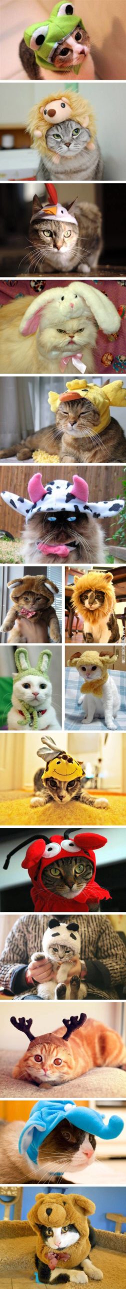 Cats+in+hats.