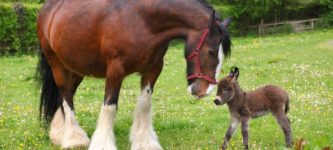 Baby+donkey+meets+huge+horse
