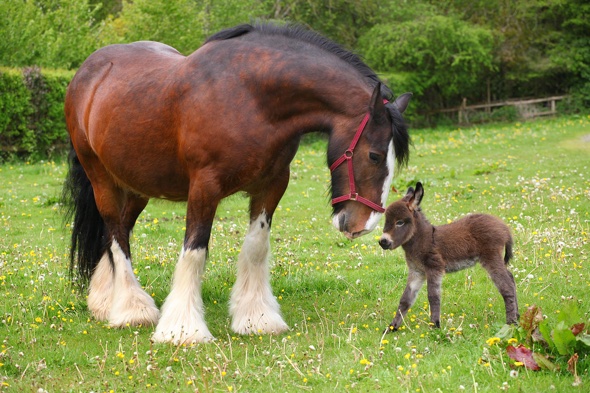 Baby+donkey+meets+huge+horse