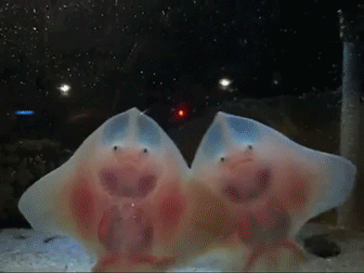Baby+stingrays+have+little+legs