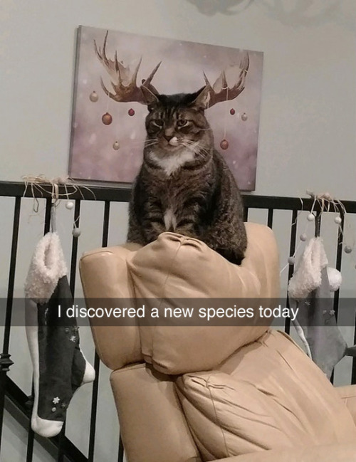 Catelope%2C+Guardian+of+the+Leather+Chair